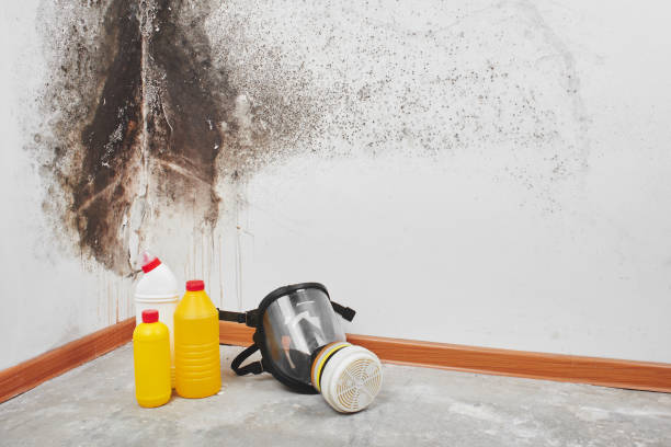 Burbank, CA Mold Remediation Company