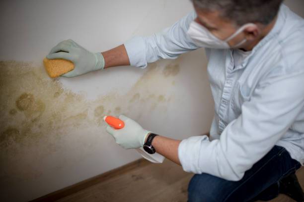 Best White Mold Remediation in Burbank, CA