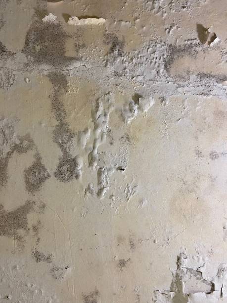 Best Preventive Mold Services in Burbank, CA